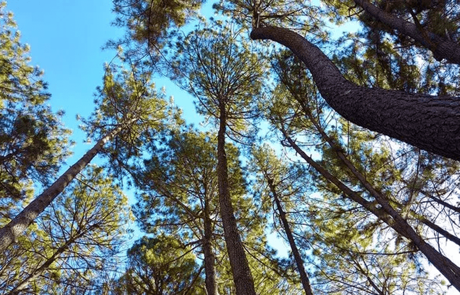 CNJ quer aprimorar acessibilidade e gestão sustentável